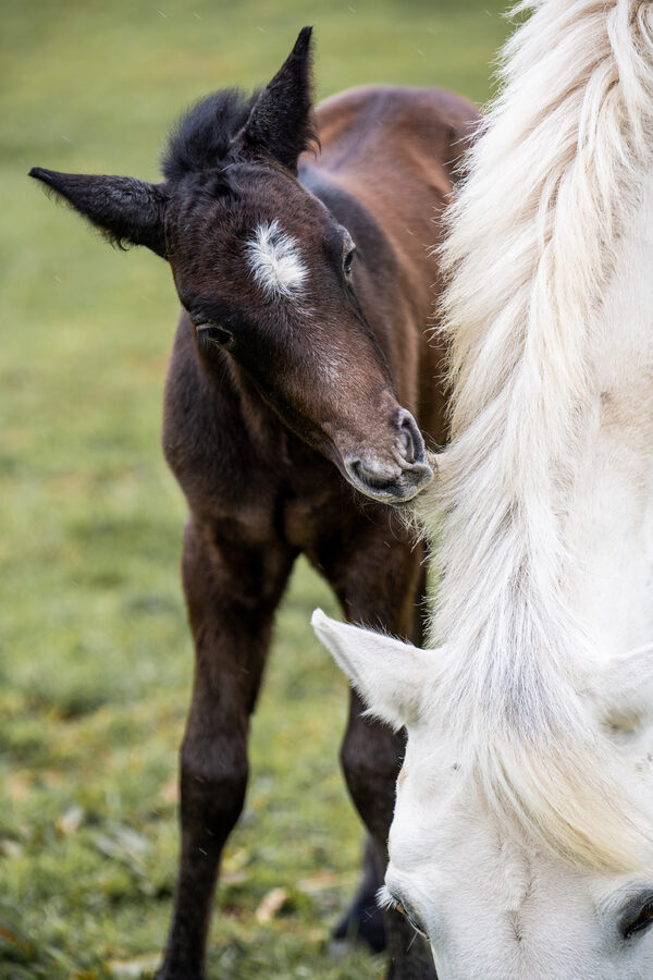 Séance photo équestre – Cavalier et cheval